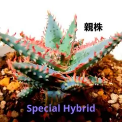 2025年最新】アロエ ハイブリッドの人気アイテム - メルカリ