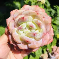 ストロベリーアーモンド カット苗 多肉植物 - メルカリ