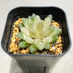 재고가 있는 한 ‼️ 하올루시아 고스트 ✨ 꽃봉오리가 있는 모종 배송