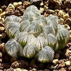 多肉植物 ハオルチア オブツーサ錦 OB-1糊斑 - メルカリ