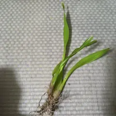 オンシジウム　黄色のサムネイル