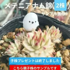 2026年最新】多肉植物 メッテニーの人気アイテム - メルカリ
