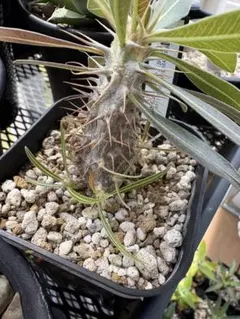 鉢植えのまま発送】かわいい多頭 グラキリス 実生 4年株 ④ - メルカリ