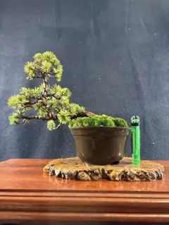 【盆栽】【観葉植物】吾妻五葉松(no.1) 半懸崖　樹齢25年以上 盆栽】【観葉植物】吾妻五葉松(no.1) 半懸崖 樹齢25年以上 - メルカリ