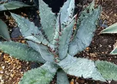 旧来シャウィー錦 旧来シャウィー錦