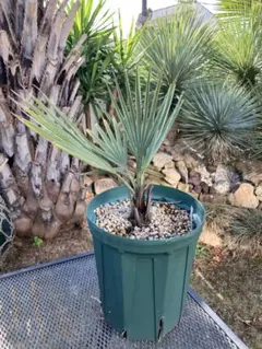 2025年最新】ブラヘア アルマータの人気アイテム - メルカリ