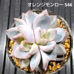 オレンジモンロー 546 エケベリア 多肉植物 抜き苗