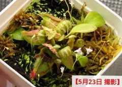 セファロタス ハマーズジャイアント 食虫植物 【匿名配送】 - メルカリ