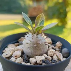 パキポディウム　アンボンゲンセ　良型　鉢ごとメルカリ便④ パキポディウム アンボンゲンセ 良型 鉢ごとメルカリ便 2025年