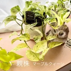 gerbera様 リクエスト 2点 まとめ商品