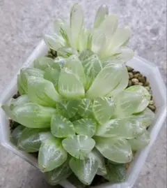 51g 多肉植物 ハオルチア 琉璃珠オブツーサ錦 自家繁殖 鉢植え発送