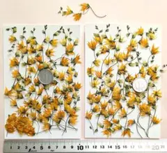 押し花、メラスフェルラ（大枝）