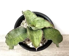 2025年最新】サンセベリアドラゴンの人気アイテム - メルカリ