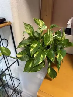 SORA♡今は購入専門です❤︎】様専用ページ - メルカリ