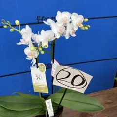 ぺこたん様 リクエスト 2点 まとめ商品