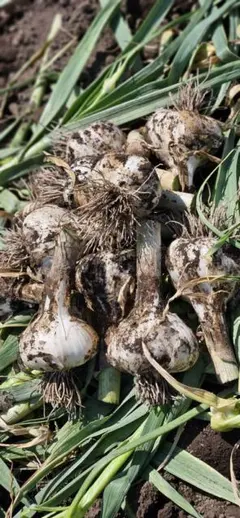 青森県産　#新ニンニク#生ニンニク#ニンニク芽のサムネイル