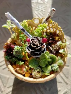 そのまま飾れる寄せ植え多肉Ꮚ ᐝ鉢ごと発送