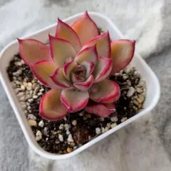 七彩石変異錦 美苗 アエオニウム 多肉植物 - メルカリ