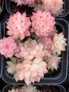 ちょこ☆彡.。様 リクエスト 2点 まとめ商品