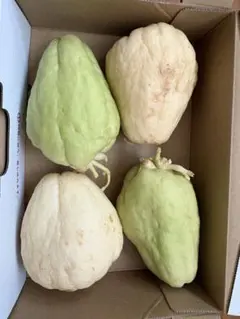 2026年最新】ハヤトウリの人気アイテム - メルカリ