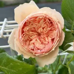バラ苗(74)四季咲き 超強健 レア 切花 長花持ち つるバラ - メルカリ