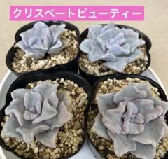 クリスペートビューティー4苗セット　多肉植物　エケベリア　カット苗　寄せ植えのサムネイル