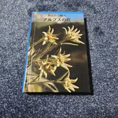 あふれる魅力 アルプスの花