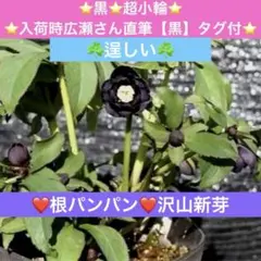 2026年最新】#曽田園芸の人気アイテム - メルカリ