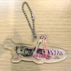一番くじ 昆虫 LIFE with INSECT トノサマバッタ