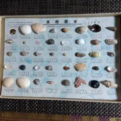 貝殻標本コレクション 40種