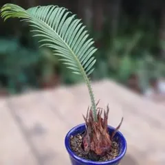 蘇鉄 子株多数 蘇鉄・ソテツ】株分け／発芽／植え替え - YouTube