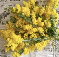 めいちゃんさま専用★保水あり　5.6分咲きパールアカシアミモザ　生花　80サイズ