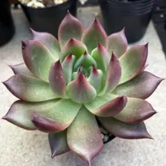 2025年最新】リンゼアナの人気アイテム - メルカリ