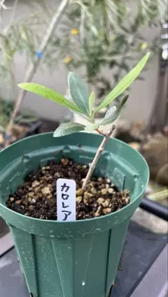 2026年最新】カロレア オリーブの人気アイテム - メルカリ