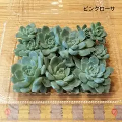 現品◎カット苗(ピンクローサ　10カット)　匿名配送　メルカリ便