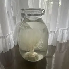S468 希少 キルステン オースターガード 陶器 ポット 花瓶 モダン