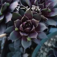 多肉植物 センペルビウム マリアラーハ No.29【桃】 - メルカリ