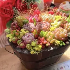 スクエア♡樽♡多肉植物♡寄せ植え♡そのまま飾れる♡
