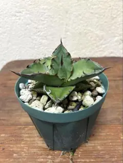 2026年最新】チタノタ ドワーフの人気アイテム - メルカリ