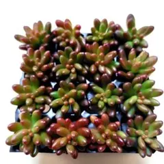 多肉植物　多肉弁当　多肉カット苗　多肉寄せ植え　多肉詰め合せ　多肉セット苗