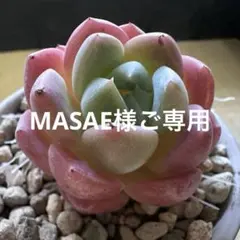 MASAE様ご専用　速達便
