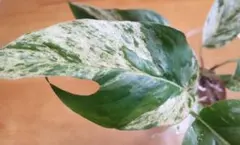 すのぅ様 リクエスト 2点 まとめ商品