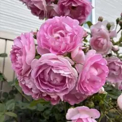 ユキコ つるバラ苗 ピンクのバラ ミニバラ苗 - メルカリ