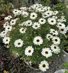 花苗・珍しい初夏咲き・大輪・マーガレット・宿根草 - メルカリ
