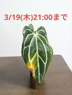 2026年最新】anthurium carlablackiaeの人気アイテム - メルカリ
