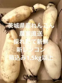 kitty♡★辛味大根『おいばね』3L　5kg ひちゃん様専用☆辛味大根『おいばね』SМ混合5kg - メルカリ