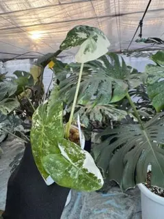 2025年最新】アロカシア 斑入りの人気アイテム - メルカリ