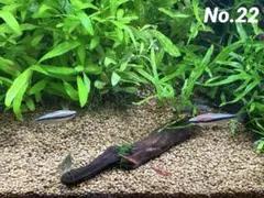 2026年最新】ミクロソリウムトライデントの人気アイテム - メルカリ