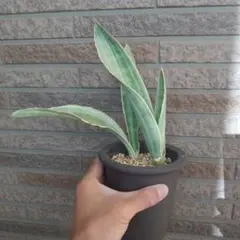 サンスベリア サンセベリア 観葉植物のサムネイル
