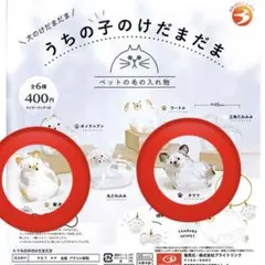 うちの子のけだまだま 柴犬　チワワ